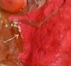 Drosophila immigrans
